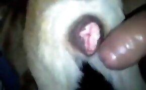 Xnnx com a loirinha novinha da bunda grande de quatro - guy fucks animal, zoophilia fuck porn